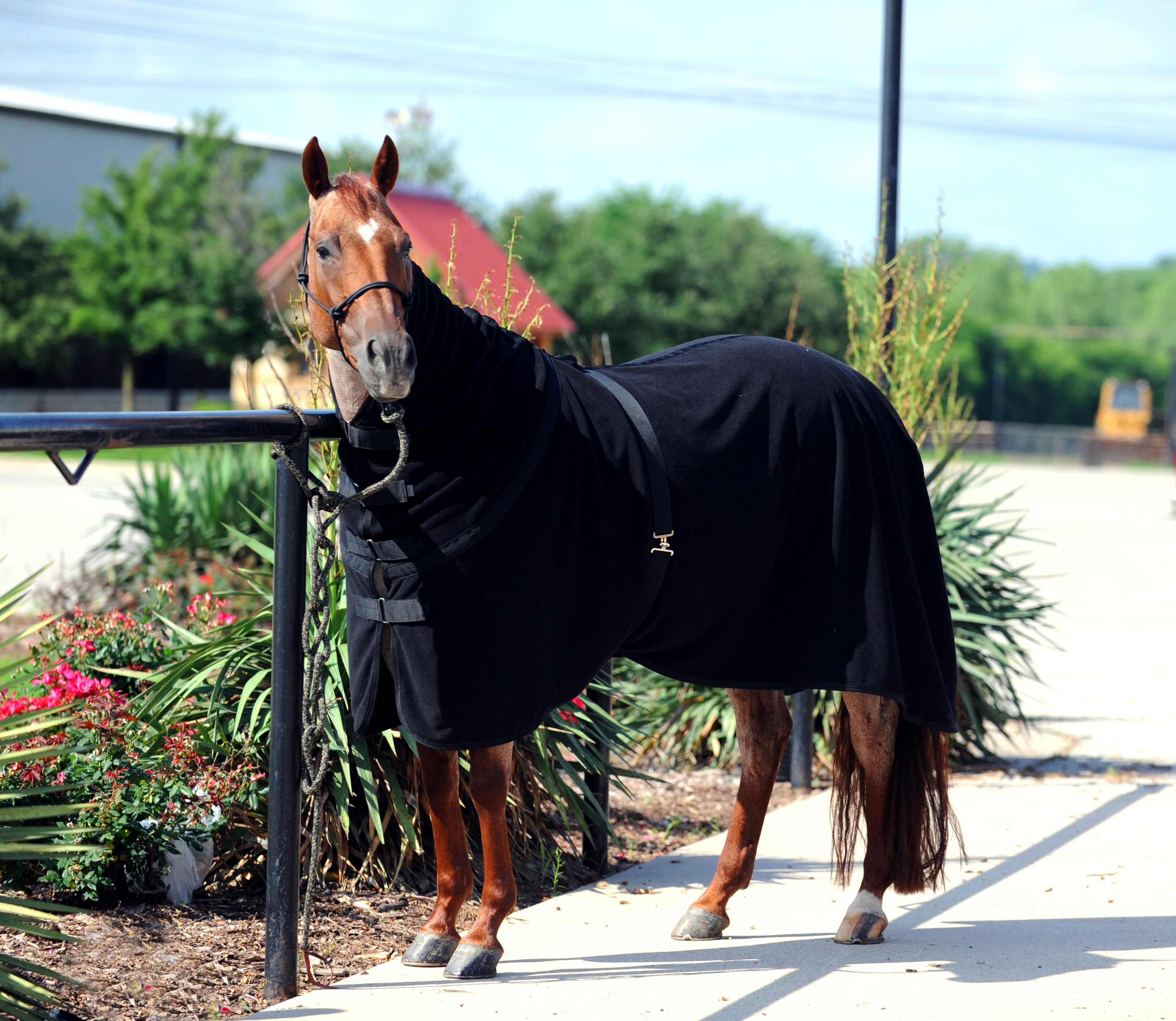 Polar fleece horse cooler with horn slit, designed to wick
              moisture and warm a sweaty horse after a workout