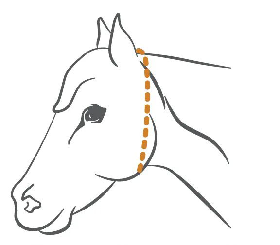 Horse being measured for fly mask