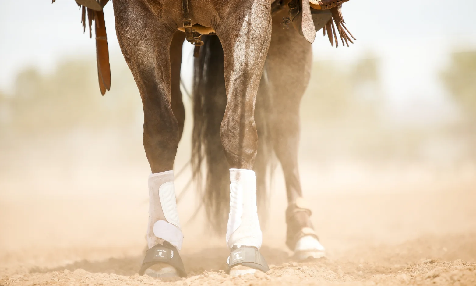 Classic Equine by Ritchie automatic waterer installed in a horse paddock